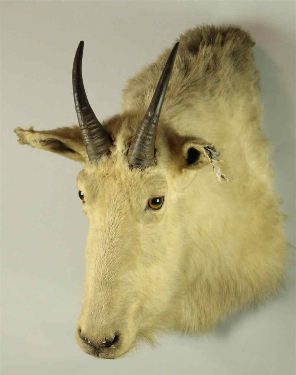 Appraisal: NORTH AMERICAN TAXIDERMY ROCKY MOUNTAIN GOAT TAXIDERMY SHOULDER MOUNT JONAS