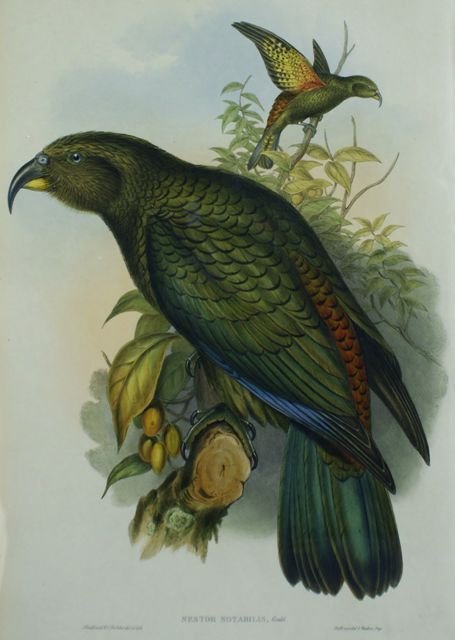 Appraisal: Kea Parrot Nestor Notabilis