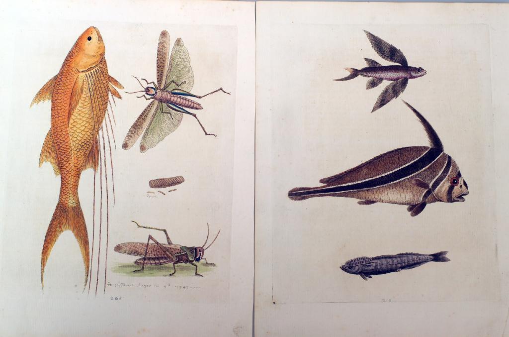 Appraisal: SET OF FOUR GEORGE EDWARDS HAND-COLOURED ENGRAVINGS OF FISH MID-