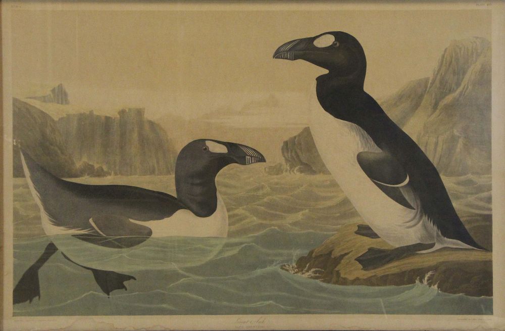 Appraisal: JOHN JAMES AUDOBON AFTER AMERICAN - Chromolithograph Great Auk Choromolithography