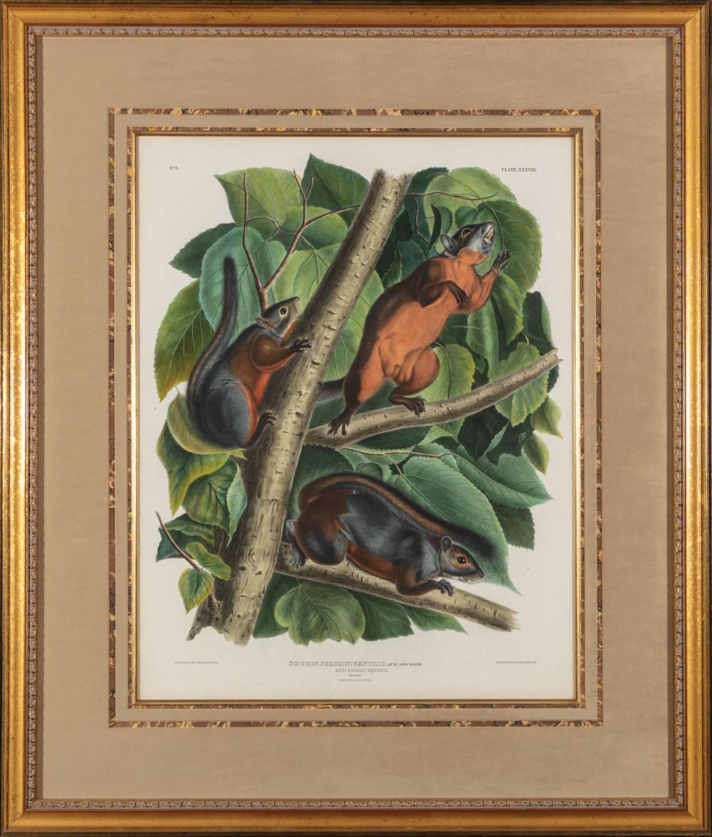 Appraisal: John James Audubon American - Red-Bellied Squirrel Plate XXXVIII hand-colored