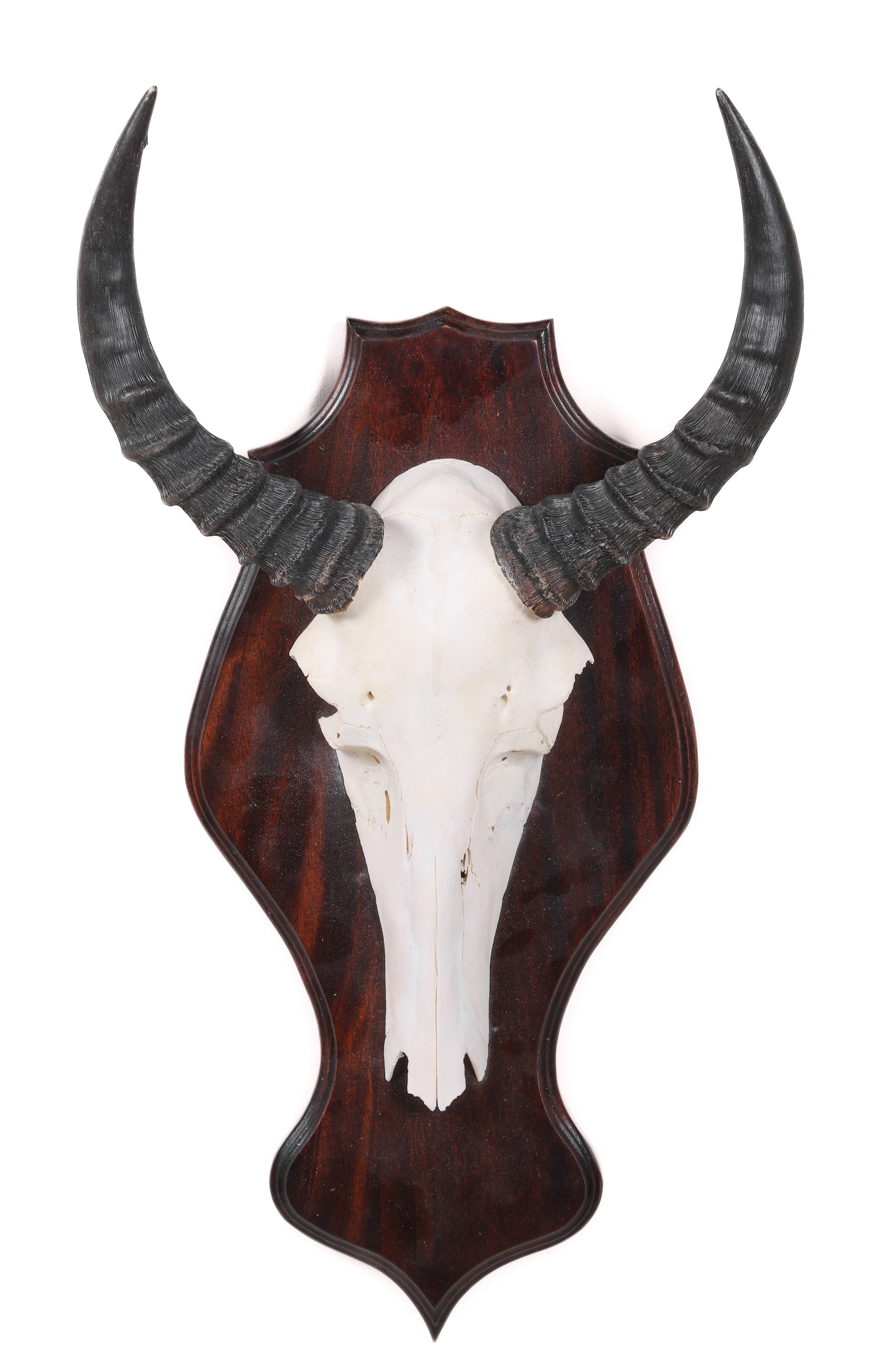 Appraisal: African Antelope skull mount mounted on mahogany board - h