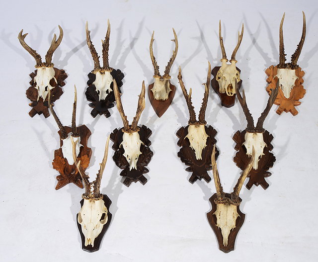 Appraisal: A GROUP OF ELEVEN DEER SKULLS and half skulls each