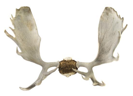 Appraisal: Set of Moose Antlers having weathered patina with part of