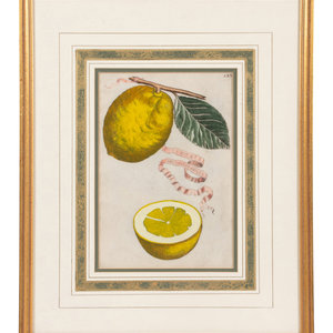 Appraisal: Three Hand Colored Citrus Fruit Engravings Includes Limon Incomparabilis Plate