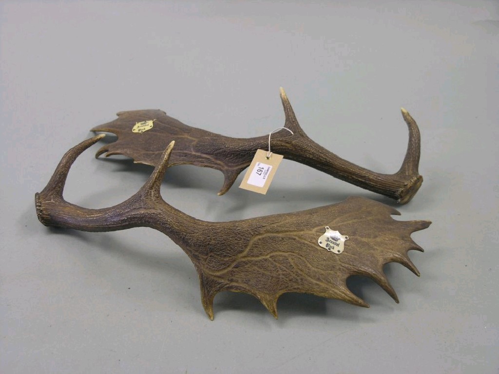 Appraisal: A pair of antlers each bearing an ivorine label 'Arundel