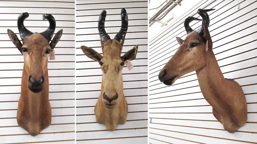 Appraisal: THREE AFRICAN HARTEBEEST TAXIDERMY MOUNTS Lichtenstein's Hartebeest from Mozambique Western