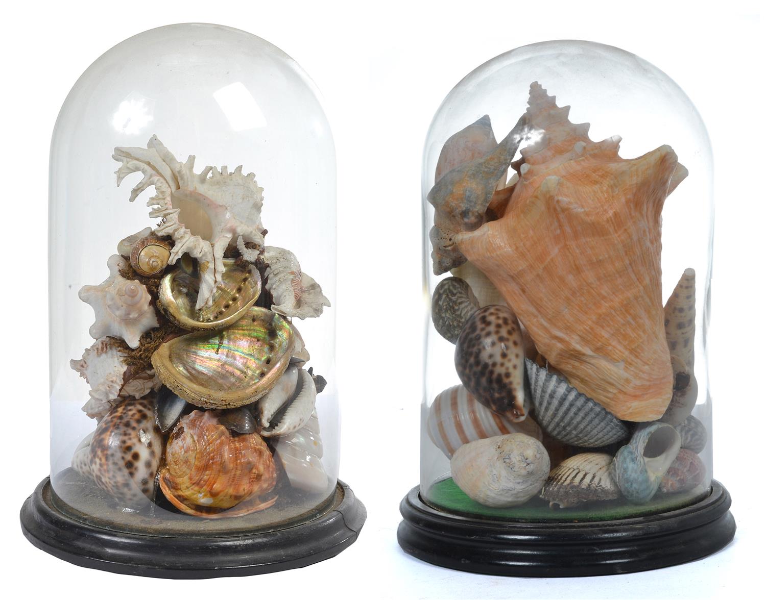 Appraisal: A PAIR OF SHELL ARRANGEMENTS HOUSED WITHIN GLASS DOMES ON