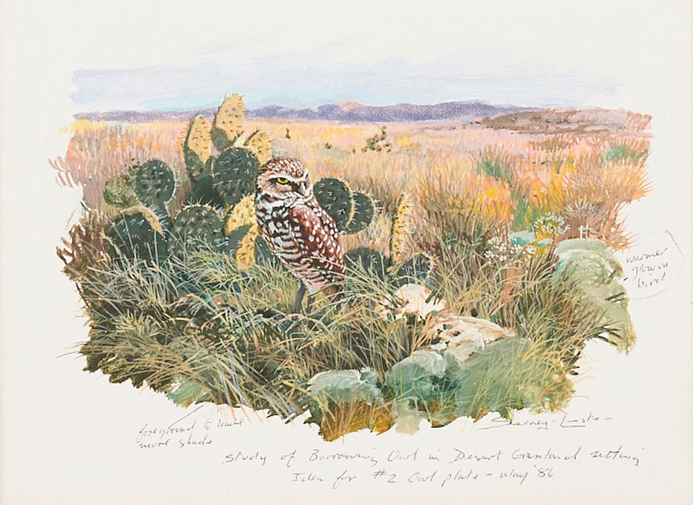 Appraisal: John Seerey-Lester Study of Burrowing Owl Oil on Board John