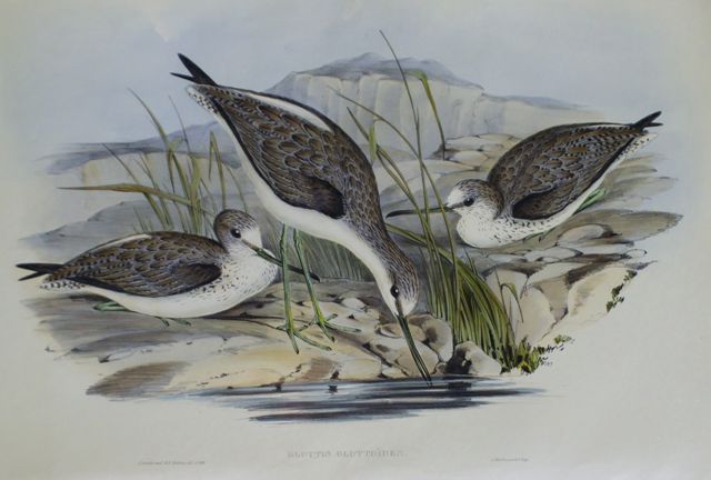 Appraisal: Australian Greenshank Glottis Glottoides