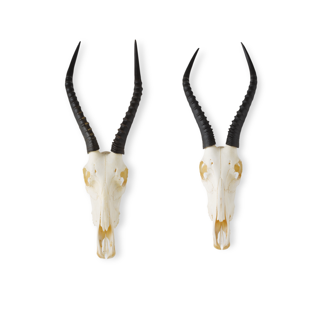 Appraisal: TAXIDERMY - NEAR PAIR OF BLESBOK ANTELOPE SKULLS DAMALISCUS PYGARGUS