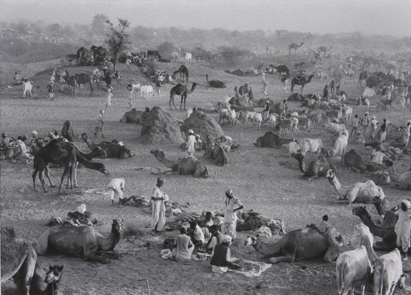 Appraisal: Marc Riboud French - gelatin silver print depicts camel market