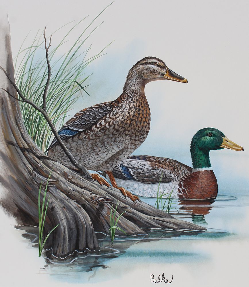 Appraisal: Don Balke B Mallard Duck W C Don Balke North