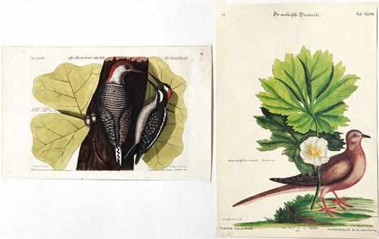 Appraisal: Mark Catesby after British - Two Works DER SPECHT MIT