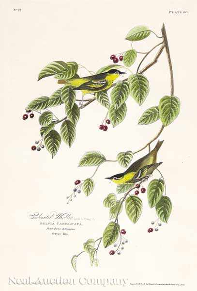 Appraisal: John James Audubon American - Carbonated Warbler Plate hand-colored aquatint