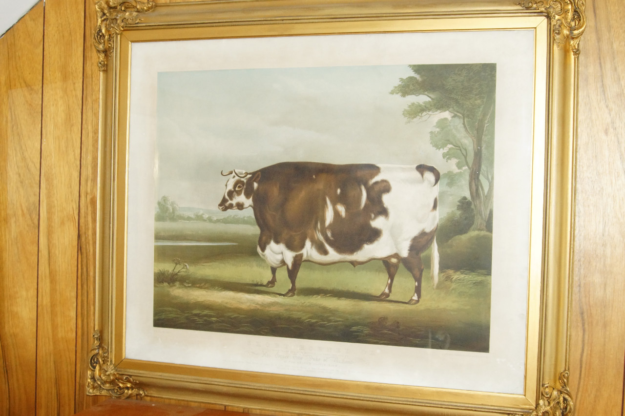 Appraisal: William Henry Davis Short Horned Ox chromolithograph by Day Son