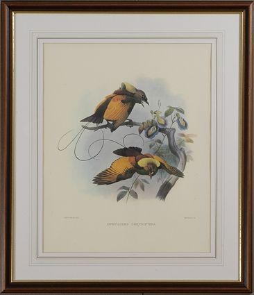 Appraisal: SMIT HANHART THREE ORNITHOLOGICAL PRINTS Lithographs in colors x in