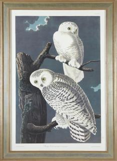 Appraisal: John James Audubon - Snowy Owl No Plate Amsterdam edition