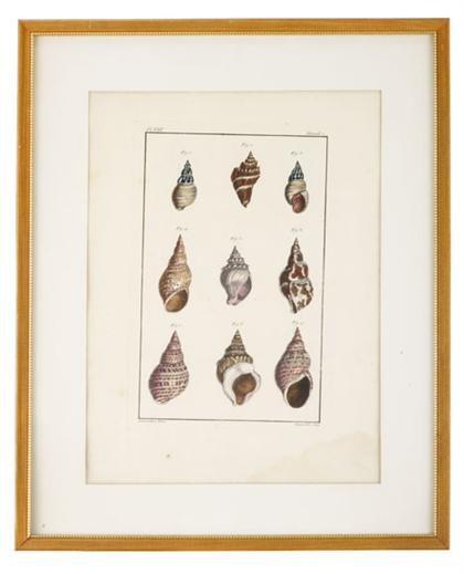 Appraisal: Group of engraved prints of shells various french and english