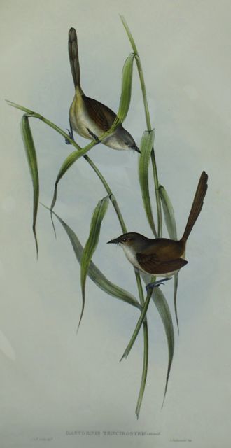 Appraisal: Long-billed Bristle-bird Dasyornis Longirostris Lithograph by Elizabeth Gould