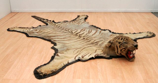 Appraisal: A taxidermy tiger skin