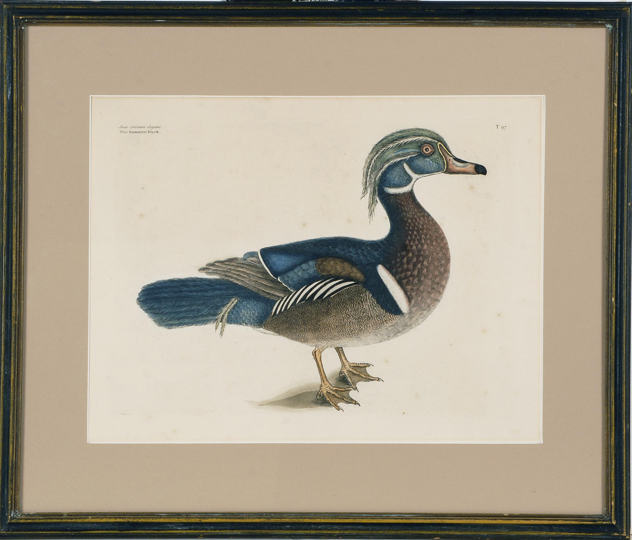 Appraisal: FRAMED HAND-COLORED ENGRAVING Early th CenturyThe Summer Duck depicting a