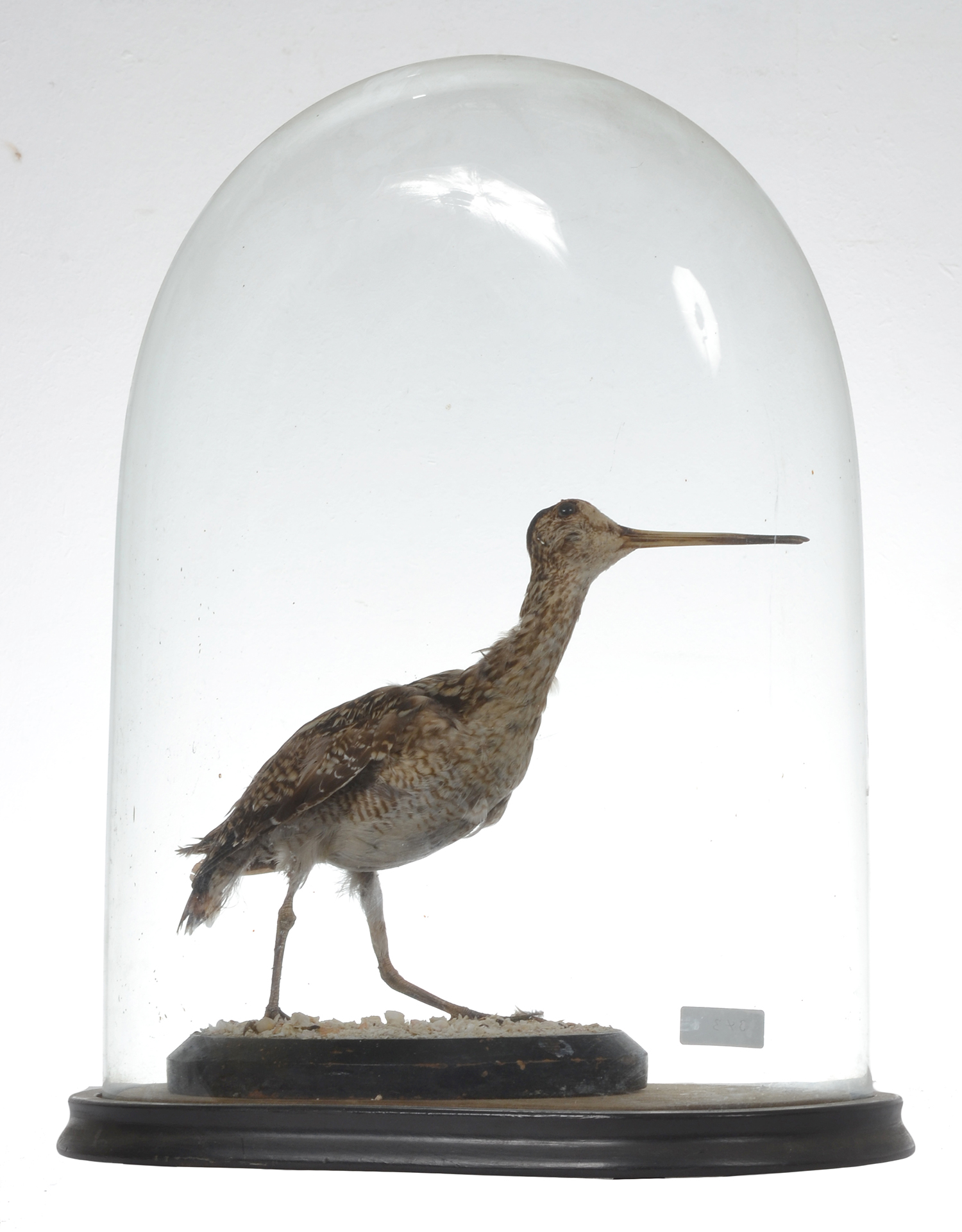 Appraisal: TAXIDERMIED BIRD IN GLASS DISPLAY DOME CMS HIGH