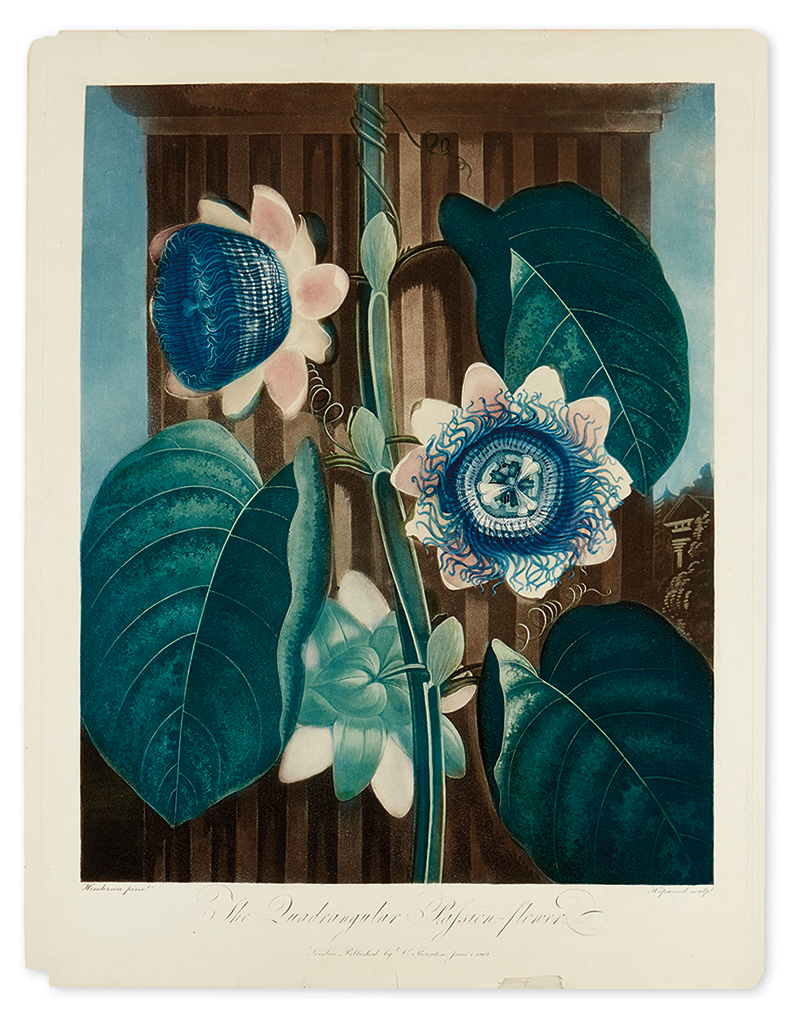 Appraisal: THORNTON ROBERT JOHN The Quadrangular Passion-Flower Hand-finished color-printed aquatint and