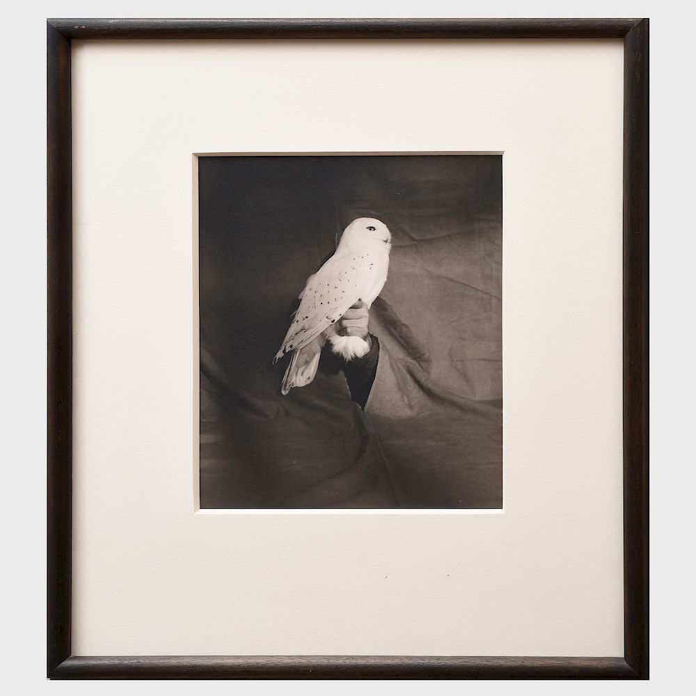 Appraisal: Victor Schrager b Arctic Snow Owl Palladium print signed titled