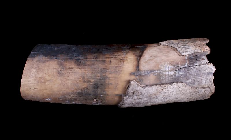 Appraisal: Ancient Petrified Wooly Mammoth Tusk This is an ancient petrified