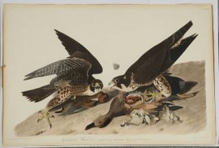 Appraisal: John James Audubon New York - Great-footed Hawk Plate XVL