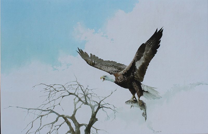 Appraisal: WILLS Jan American - American Bald Eagle in Flight with