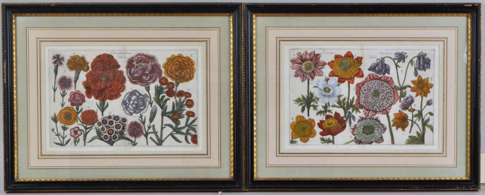 Appraisal: Two Early Framed Floral Engravings F Arena and Mario Cammareri