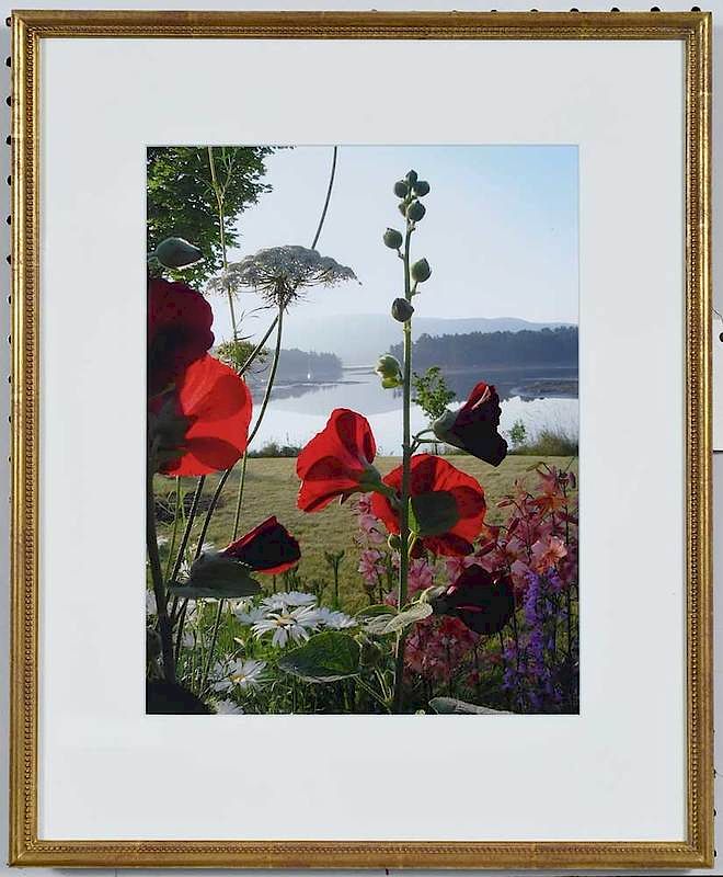 Appraisal: Framed Garden Photograph probably American st century Red Hollyhocks color