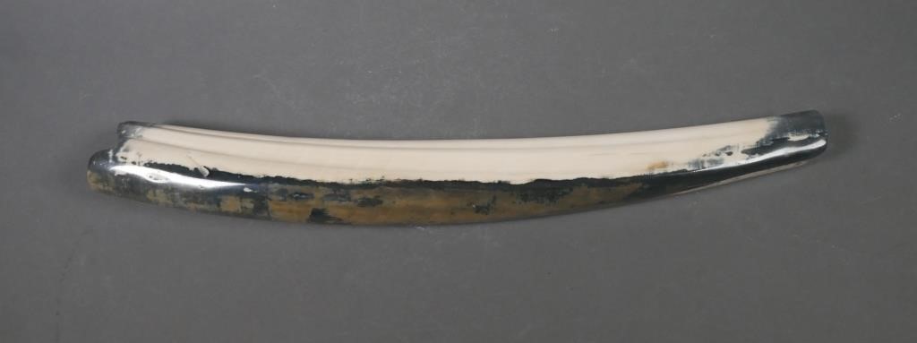 Appraisal: FOSSIL WALRUS IVORY TUSKFossilized walrus ivory tusk with variegated shades