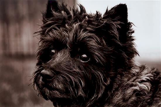 Appraisal: A Photograph of a Cairn Terrier x inches A Photograph