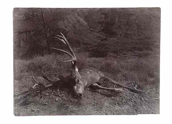 Appraisal: L A Huffman Photograph of Mule Deer Buck Hell Creek