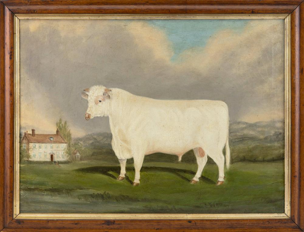 Appraisal: ENGLISH OR AMERICAN SCHOOL TH CENTURY WHITE BULL OIL ON