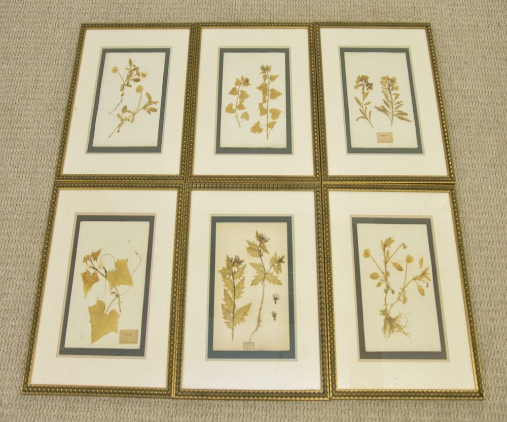 Appraisal: Six Framed Dried Floral Arrangements Six framed and matted dried