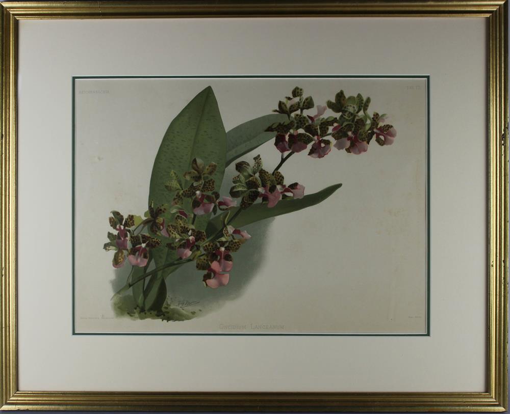 Appraisal: H G MOON A PAIR OF PRINTS ONCIDIUM LANCEANUM and