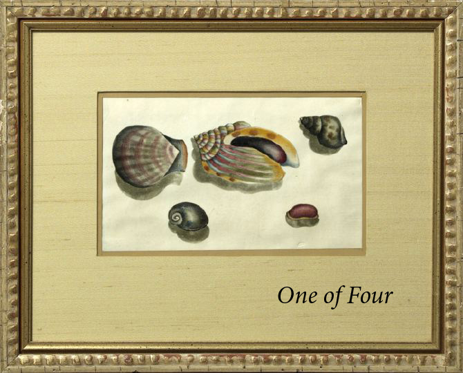 Appraisal: Continental School Early th Century Shell Studies suite of four