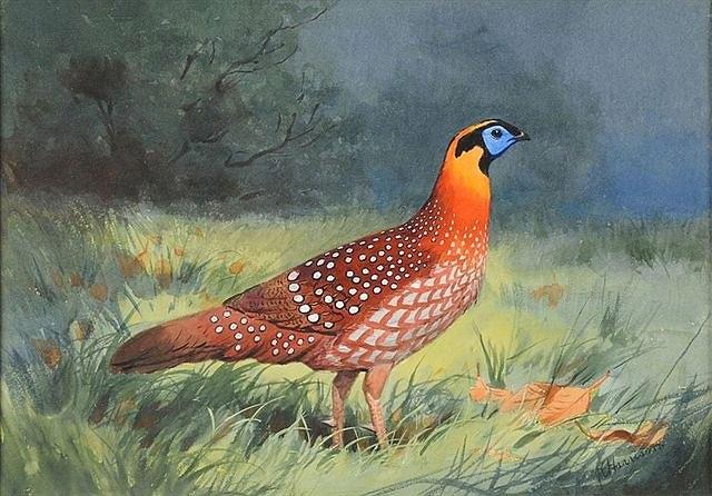 Appraisal: JOHN CYRIL HARRISON British - A cock pheasant in a