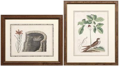 Appraisal: Two Mark Catesby engravings British - both hand colored engravings