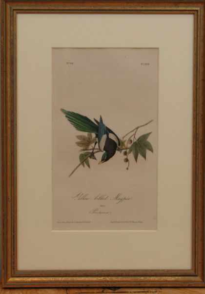 Appraisal: John James Audubon Yellow billed Magpie lithograph x canvas x