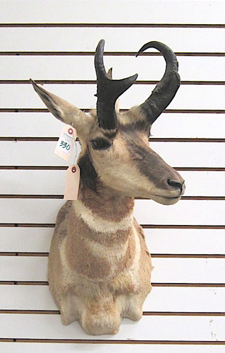 Appraisal: TWO PRONGHORN ANTELOPE game trophy head mounts with horns from