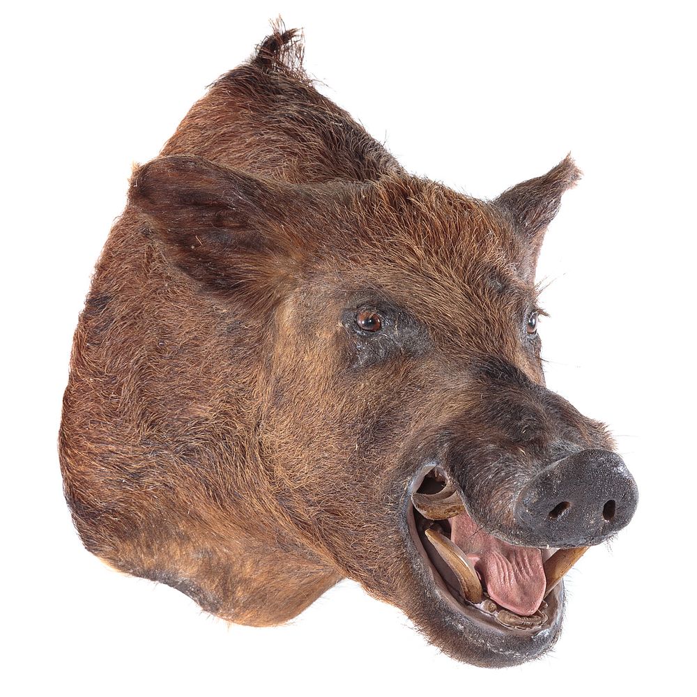 Appraisal: Peccary Taxidermy Trophy Head Mounted on wood back in L