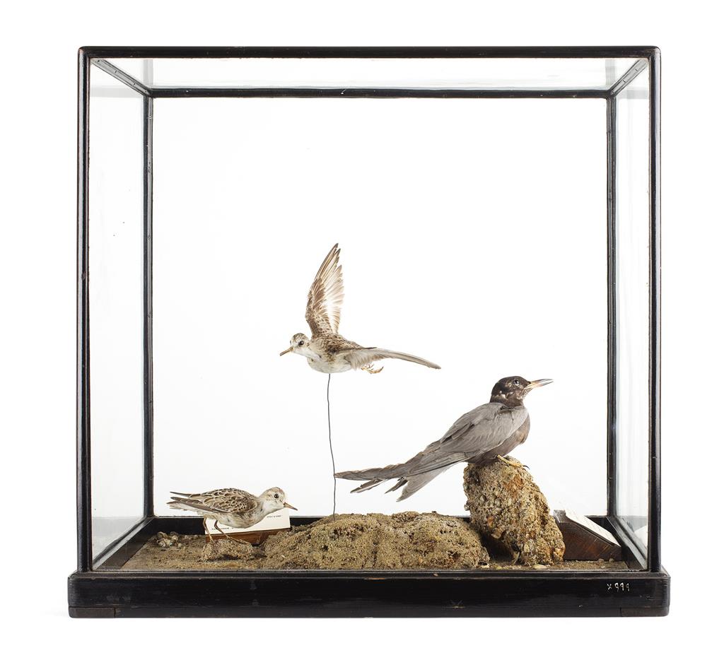 Appraisal: CASED TAXIDERMY BIRD GROUP DIORAMA CIRCA with a black tern