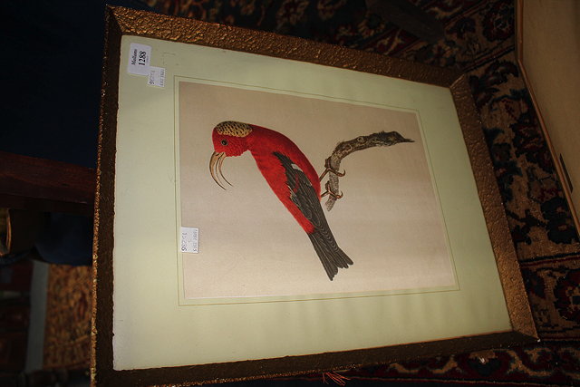 Appraisal: A DECORATIVE PRINT ON SILK OF A RED TROPICAL BIRD