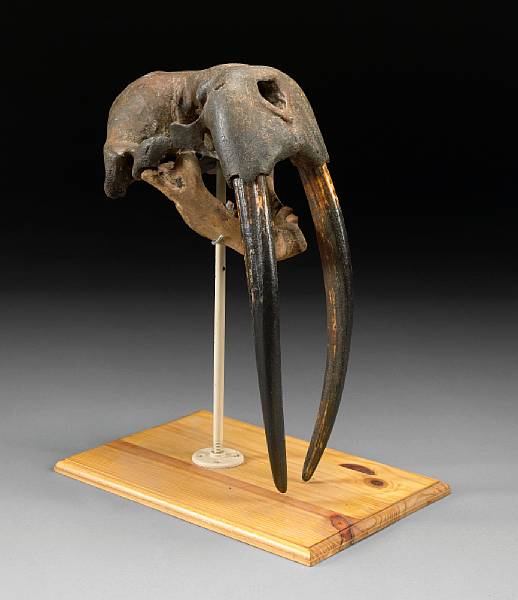 Appraisal: Fossil Walrus Skull Odobenus rosmarus years to present Alaska A