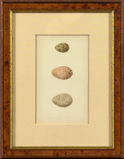 Appraisal: American School Early th Century Egg Specimens pair of hand-colored